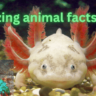 Amazing animal facts 2024