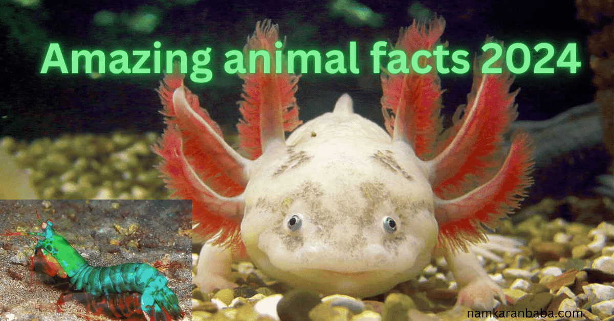 Amazing animal facts 2024:  Top 10 Amazing Animal Facts You Didn’t Know